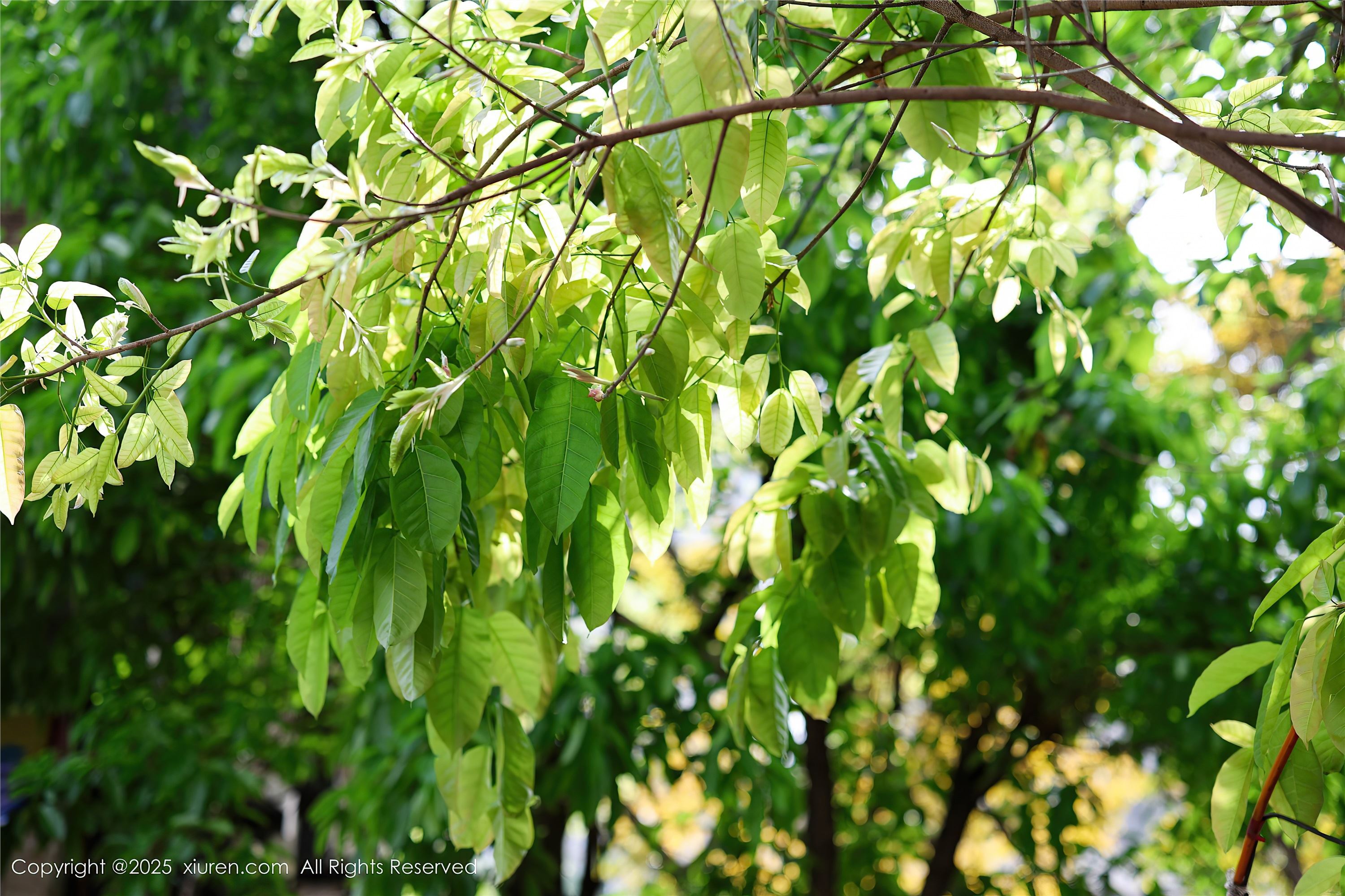 Xiuren秀人网 2025.05.08 NO.10247 茂木希子